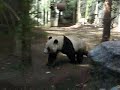 Mei Sheng climbing the trees and running around the exhibit