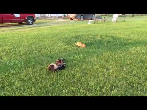 Cara at play with the cats!