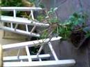 bonsai
