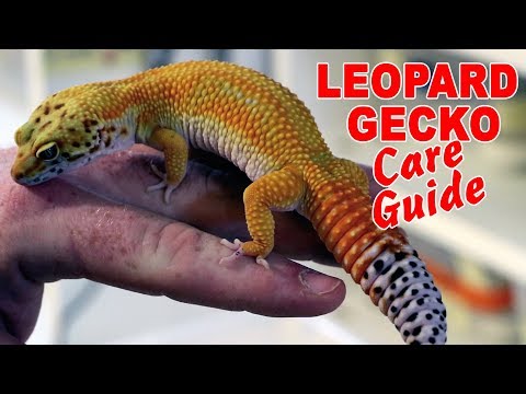 YouTube reptile video