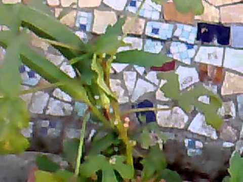 how to grow bhindi in pots