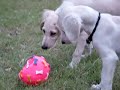 Saluki puppy and a ball