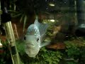 RED DRAGON ZZ FLOWERHORN FOR SALE!! 