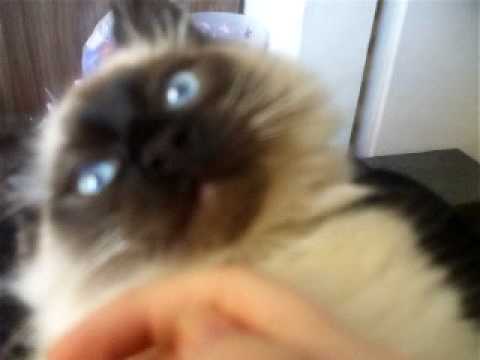 0 Shadow   Ragdoll Of The Week