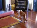 Ssscat Ssscat