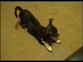 Chihuahua puppy barking