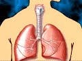 Treatment of Asthma in Children 5-12  Asthma Asthma in Children