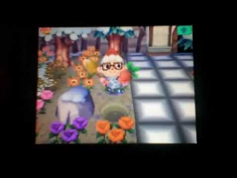 how to grow a turnip in animal crossing ds