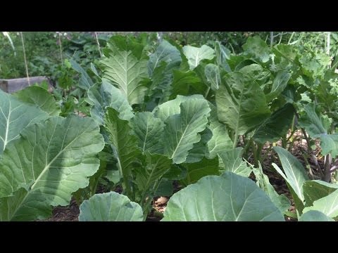 gardening - One of my goals when I started this channel earlier this year was to show that you can grow a lot of food without spending much money. Our biological approac...