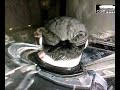 Sick Glitch Single Player Campaign Gears of War Sirox Gsus