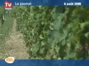 Les conséquences des gelées sur le raisin du vin de Chinon Les conséquences des gelées sur le raisin du vin de Chinon