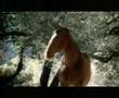 Budweiser Rocky Commercial Super Bowl XLII 2008