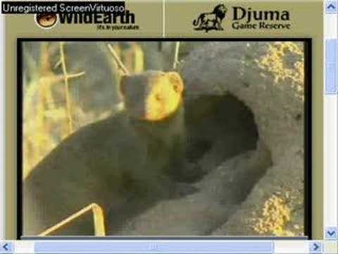 Game drive 7-22-07