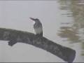 videos de Woodland Kingfisher at Nkorho- feeding and Displaying
