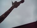 Six Flags Safari - Giraffe licking sunroof