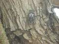 videos de A cicada (tzitziki) does its stuff on an olive tree