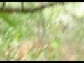 Hunting Hysteria