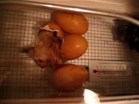 baby chick hatches in an incubator ...
