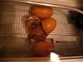 baby chick hatches in an incubator (1 of 2)