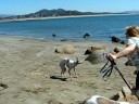 Zuma on the beach in Morro Bay Oct 2008