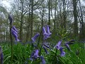 A Walk in the Bluebell woods at Blickling A Walk in the Bluebell woods at Blickling