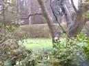 Neve_Dublin
