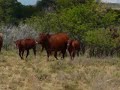 Bonsmara cattle from Oftalma Bonsmara herd