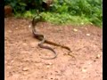 thats on smoll anaconda