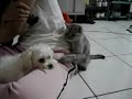 Cat Pushes Dog Too Far