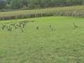 videos de canada goose