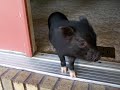 porky the pig