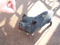 porky the pig