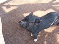porky the pig