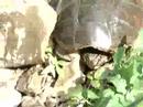 snapping turtle