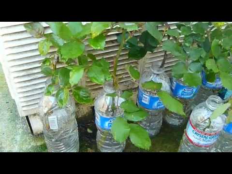 how to replant rose stem