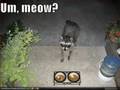 lolcatz and lolz