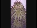 Cypress Hill- I Love You Maryjane (Lyrics)