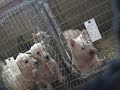 Dogs for sale at Thorp Dog Auction Part 1