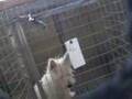 Dogs for sale at Thorp Dog Auction Part 1