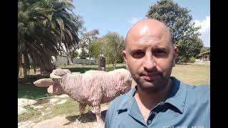 وادي القباني وعين الجواميس   تصوير مرعي جربان وادي القباني وعين الجواميس   تصوير مرعي جربان