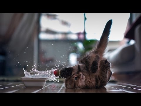 Funny Kittens Compilation 2014