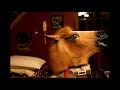 A short surrealist animation by Ryan Murphy. Featuring a brief cameo appearance by Horse Man A 2009 Rojhelio Studios Porudction. ... 