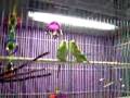 Talkative Parakeets.flv بلابل - طاير الحب