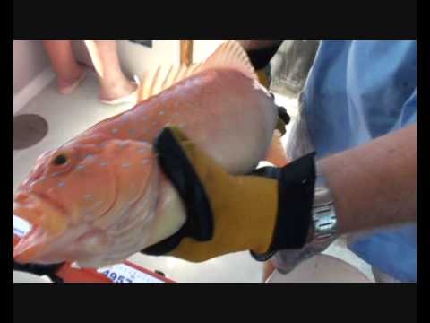 how to bleed snapper