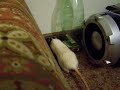 Crazy rats