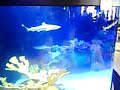 Fish Planet Aquarium: Black Tip Reef Sharks