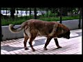 Semper Fi (Homenaje a Canelo)