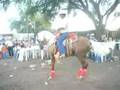 Chino Armenta en Potrillo Lusitano El Centenario