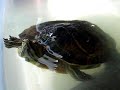 Trachemys scripta elegans le mie trovatelle