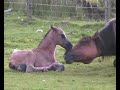 A foal is Born A foal is Born